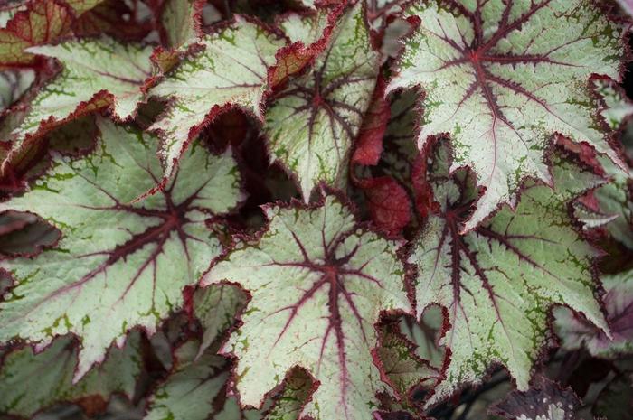 Dibs™ Butterscotch - Begonia rex-cultorum (Rex Begonia) from Tidal Roots Garden Center Dibs™ Butterscotch - Begonia rex-cultorum (Rex Begonia) from Tidal Roots Garden Center