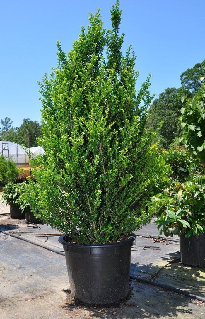 'Schwoebel's Compact' Japanese Holly - Ilex crenata from Tidal Roots Garden Center 'Schwoebel's Compact' Japanese Holly - Ilex crenata from Tidal Roots Garden Center