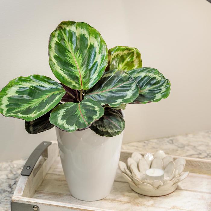 Color Full® 'Medallion' Prayer Plant - Calathea roseopicta from Tidal Roots Garden Center Color Full® 'Medallion' Prayer Plant - Calathea roseopicta from Tidal Roots Garden Center