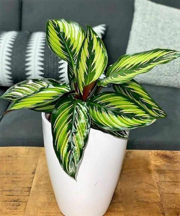 Color Full® 'Beauty Star' Prayer Plant - Calathea ornata from Tidal Roots Garden Center Color Full® 'Beauty Star' Prayer Plant - Calathea ornata from Tidal Roots Garden Center