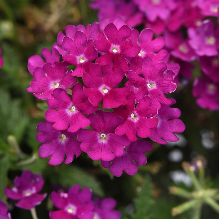 Beats™ Bright Purple - Verbena hybrid from Tidal Roots Garden Center Beats™ Bright Purple - Verbena hybrid from Tidal Roots Garden Center