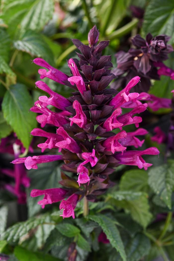 'Plum Crazy' Anise Sage - Salvia guaranitica from Tidal Roots Garden Center 'Plum Crazy' Anise Sage - Salvia guaranitica from Tidal Roots Garden Center