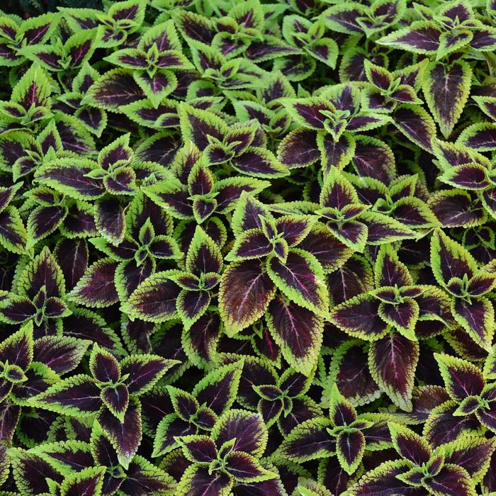 'Mainstreet Alligator Alley' - Coleus from Tidal Roots Garden Center