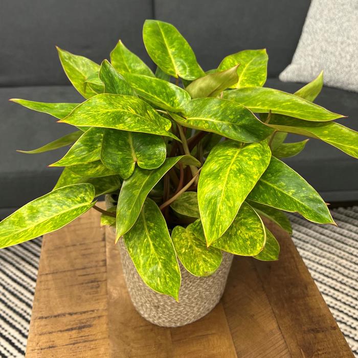 Prismacolor™ 'Painted Lady' - Philodendron erubescens from Tidal Roots Garden Center Prismacolor™ 'Painted Lady' - Philodendron erubescens from Tidal Roots Garden Center