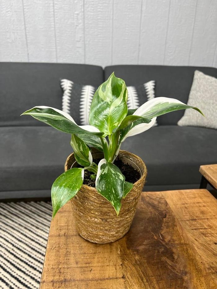 Prismacolor™ 'White Wizard' - Philodendron hybrid from Tidal Roots Garden Center Prismacolor™ 'White Wizard' - Philodendron hybrid from Tidal Roots Garden Center