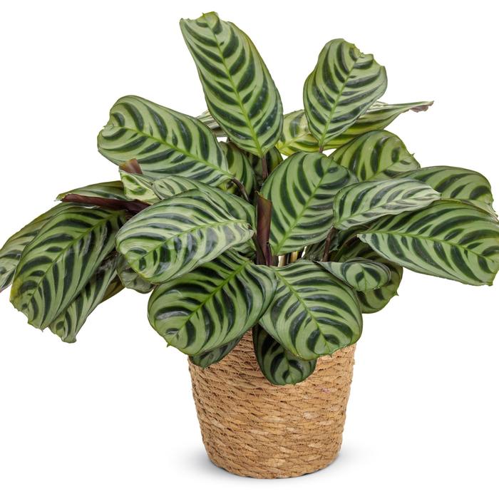 Sweet Dreams™ 'Burle-marxii' (Amagris) - Ctenanthe burle-marxii from Tidal Roots Garden Center Sweet Dreams™ 'Burle-marxii' (Amagris) - Ctenanthe burle-marxii from Tidal Roots Garden Center