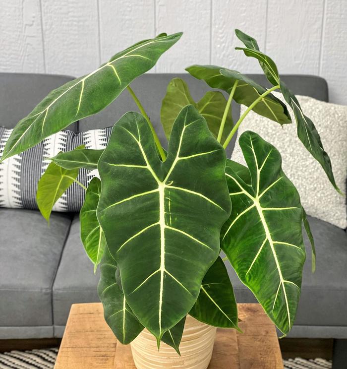 Mythic™ 'Frydek' - Alocasia (Elephant's Ear) from Tidal Roots Garden Center Mythic™ 'Frydek' - Alocasia (Elephant's Ear) from Tidal Roots Garden Center