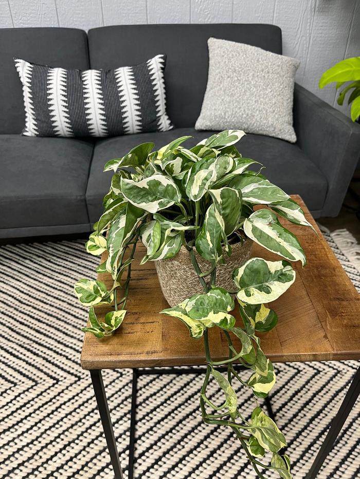 'N'Joy' Pothos - Epipremnum aureum from Tidal Roots Garden Center 'N'Joy' Pothos - Epipremnum aureum from Tidal Roots Garden Center