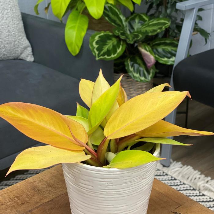 Prismacolor™ 'Prince of Orange' - Philodendron from Tidal Roots Garden Center