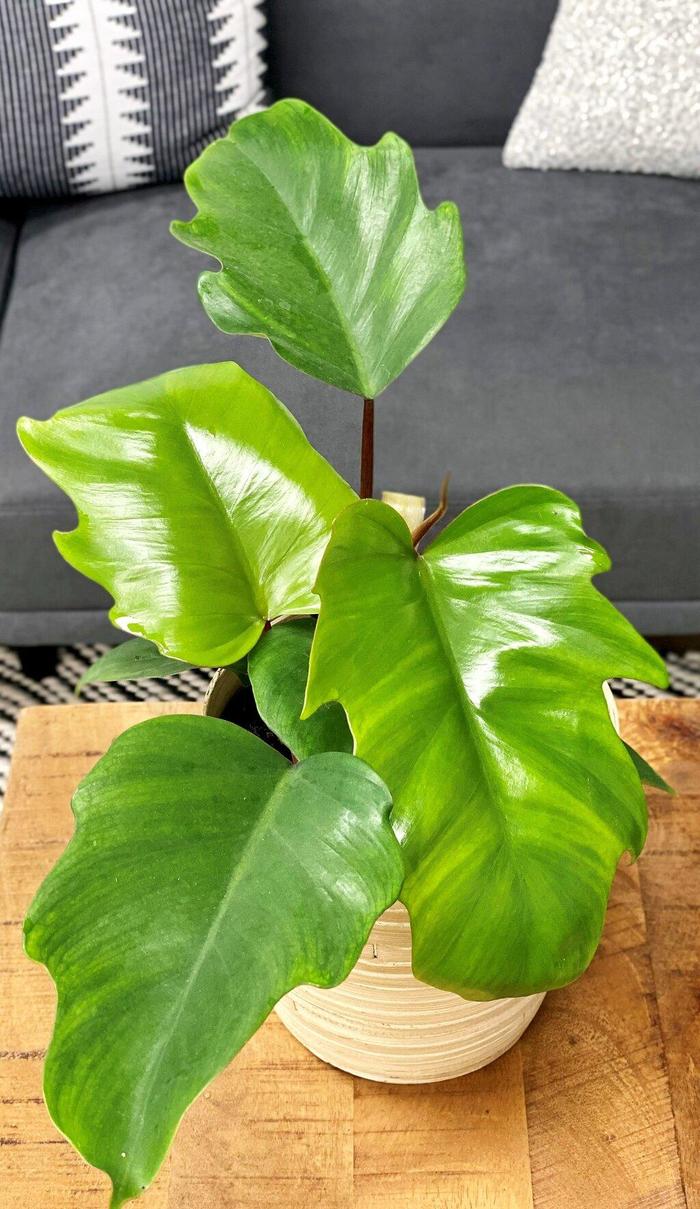 Prismacolor™ 'Mayoi' - Philodendron mayoi from Tidal Roots Garden Center Prismacolor™ 'Mayoi' - Philodendron mayoi from Tidal Roots Garden Center
