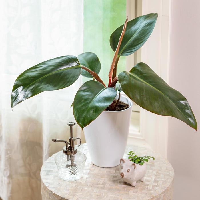 Prismacolor™ 'Rojo Congo' - Philodendron from Tidal Roots Garden Center Prismacolor™ 'Rojo Congo' - Philodendron from Tidal Roots Garden Center