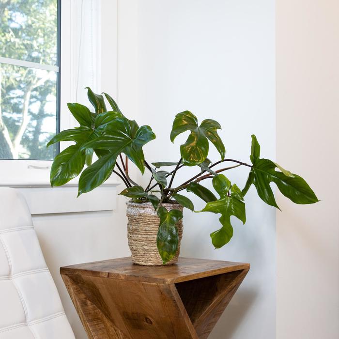 Prismacolor™ 'Florida Green' - Philodendron hybrid from Tidal Roots Garden Center Prismacolor™ 'Florida Green' - Philodendron hybrid from Tidal Roots Garden Center