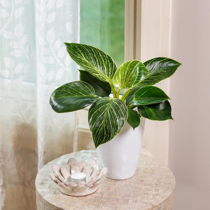 Prismacolor™ 'Birkin' - Philodendron hybrid from Tidal Roots Garden Center Prismacolor™ 'Birkin' - Philodendron hybrid from Tidal Roots Garden Center