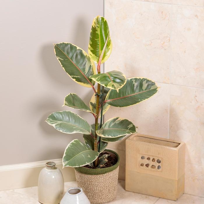 Chroma® 'Tineke' Rubber Plant - Ficus elastica from Tidal Roots Garden Center Chroma® 'Tineke' Rubber Plant - Ficus elastica from Tidal Roots Garden Center