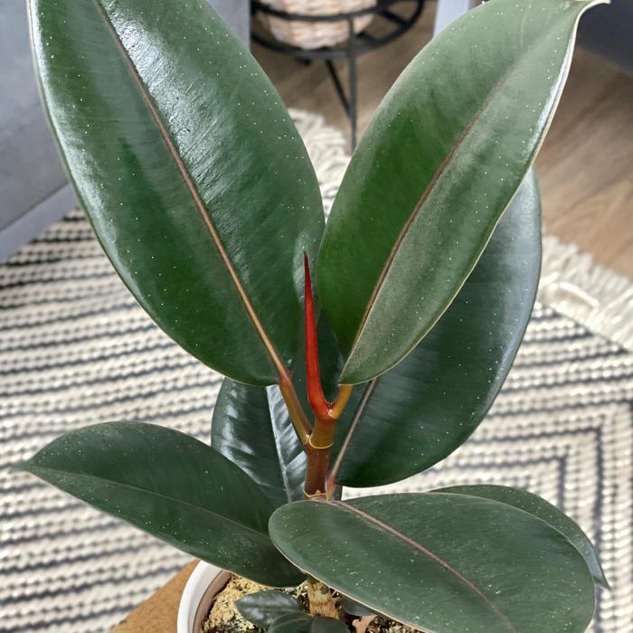Chroma® 'Burgundy' Rubber Tree - Ficus elastica from Tidal Roots Garden Center Chroma® 'Burgundy' Rubber Tree - Ficus elastica from Tidal Roots Garden Center