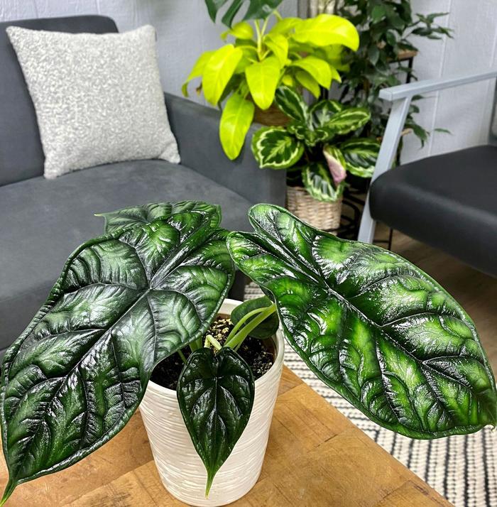 'Dragon Scale' - Alocasia baginda from Tidal Roots Garden Center 'Dragon Scale' - Alocasia baginda from Tidal Roots Garden Center
