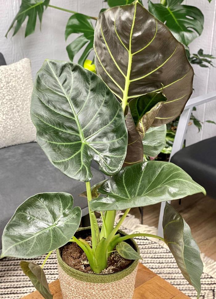 'Regal Shields' Elephant Ear - Alocasia from Tidal Roots Garden Center 'Regal Shields' Elephant Ear - Alocasia from Tidal Roots Garden Center
