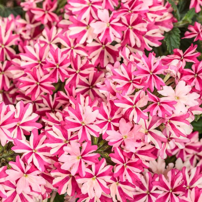 Superbena ® Cherryburst - Verbena from Tidal Roots Garden Center Superbena ® Cherryburst - Verbena from Tidal Roots Garden Center