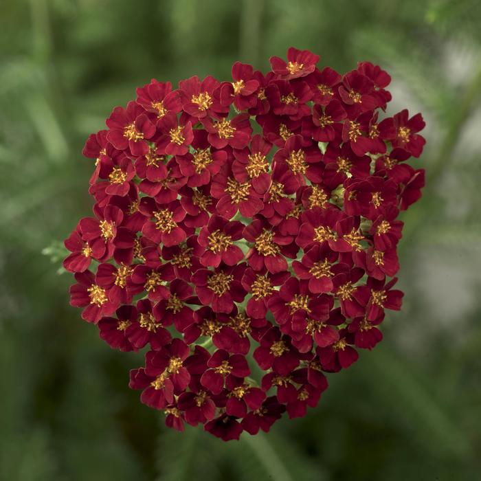Desert Eve™ Red - Achillea (Yarrow) from Tidal Roots Garden Center Desert Eve™ Red - Achillea (Yarrow) from Tidal Roots Garden Center