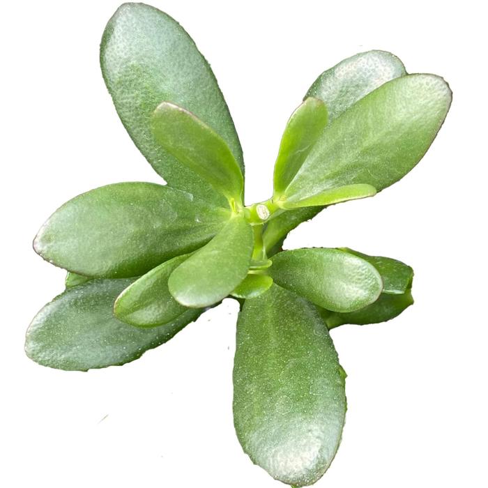 Jade Plant - Crassula ovata from Tidal Roots Garden Center Jade Plant - Crassula ovata from Tidal Roots Garden Center