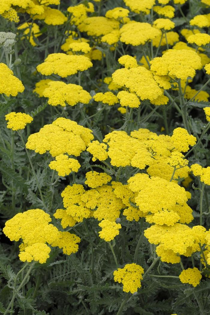 'Moonshine' Yarrow - Achillea millefolium from Tidal Roots Garden Center 'Moonshine' Yarrow - Achillea millefolium from Tidal Roots Garden Center