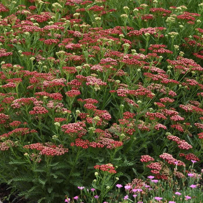 New Vintage™ Red - Achillea millefolium (Yarrow) from Tidal Roots Garden Center New Vintage™ Red - Achillea millefolium (Yarrow) from Tidal Roots Garden Center