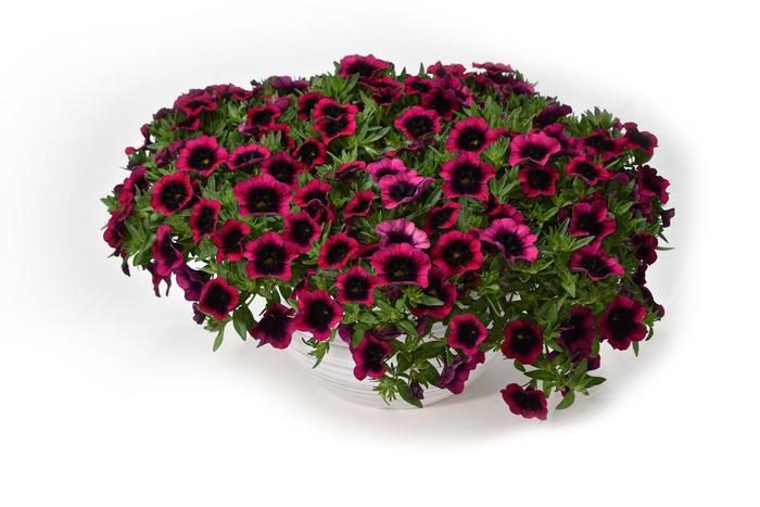 'Dracula' - Calibrachoa from Tidal Roots Garden Center 'Dracula' - Calibrachoa from Tidal Roots Garden Center
