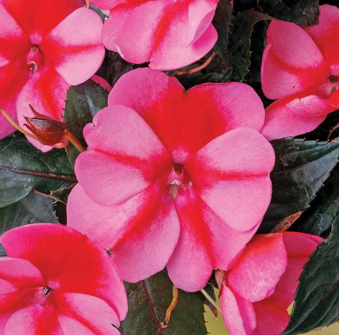 SunPatiens® Compact Red Candy® - Impatiens from Tidal Roots Garden Center SunPatiens® Compact Red Candy® - Impatiens from Tidal Roots Garden Center