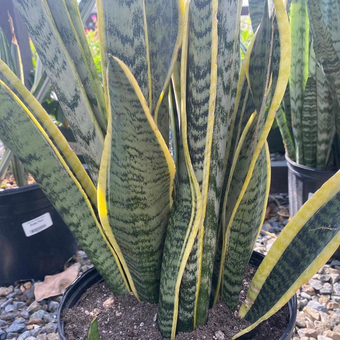 'Laurentii' Mother In-law's Tongue - Sansevieria trifasciata from Tidal Roots Garden Center 'Laurentii' Mother In-law's Tongue - Sansevieria trifasciata from Tidal Roots Garden Center