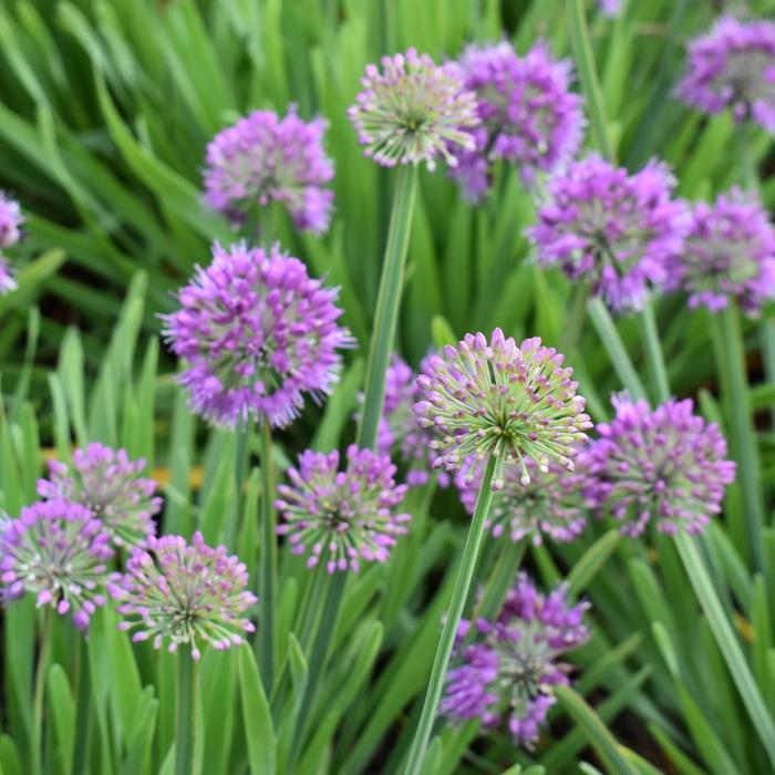 'Lavender Bubbles' Ornamental Onion - Allium from Tidal Roots Garden Center 'Lavender Bubbles' Ornamental Onion - Allium from Tidal Roots Garden Center