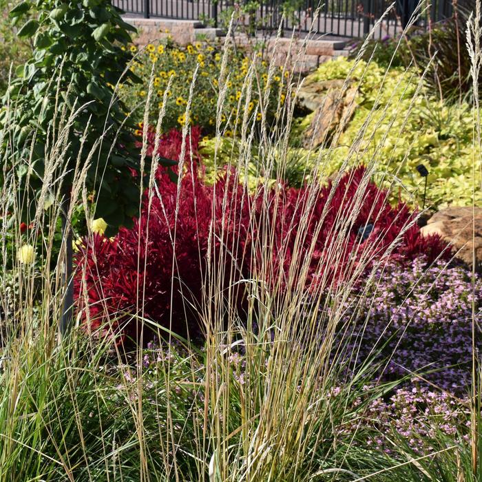 'Karl Foerster' Feather Reed Grass - Calamagrostis acutiflora from Tidal Roots Garden Center 'Karl Foerster' Feather Reed Grass - Calamagrostis acutiflora from Tidal Roots Garden Center