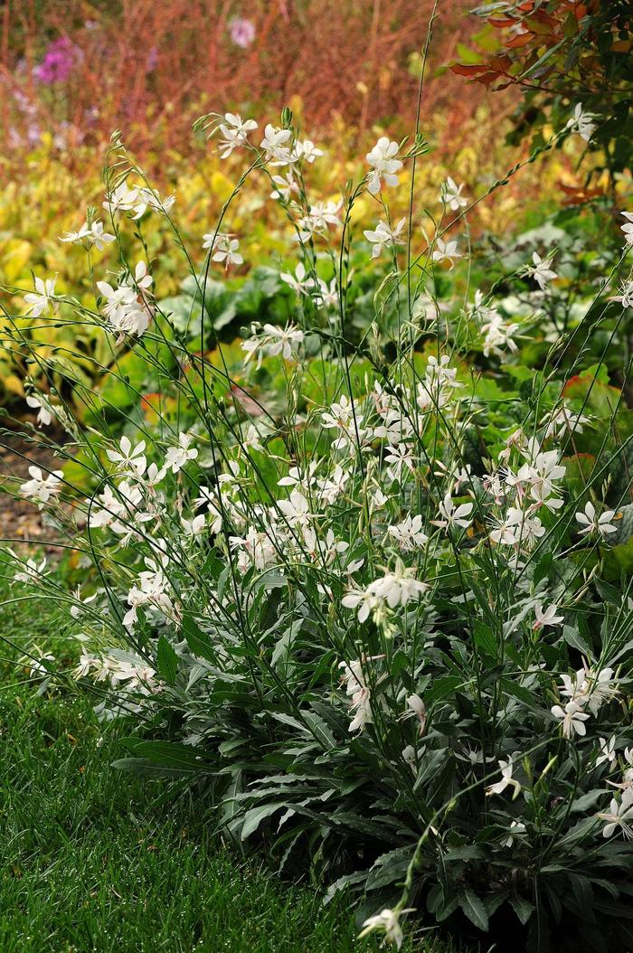 'Sparkle White' - Gaura lindheimeri from Tidal Roots Garden Center 'Sparkle White' - Gaura lindheimeri from Tidal Roots Garden Center