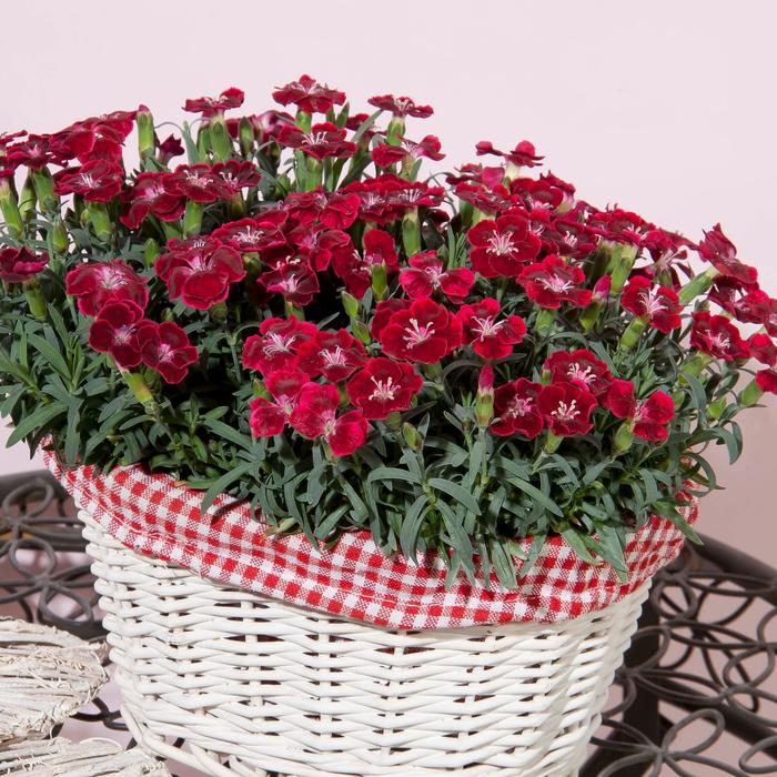 Everlast™ Velvet - Dianthus from Tidal Roots Garden Center Everlast™ Velvet - Dianthus from Tidal Roots Garden Center
