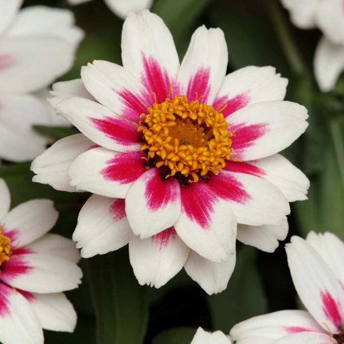 Zahara® 'Starlight Rose' - Zinnia marylandica from Tidal Roots Garden Center Zahara® 'Starlight Rose' - Zinnia marylandica from Tidal Roots Garden Center