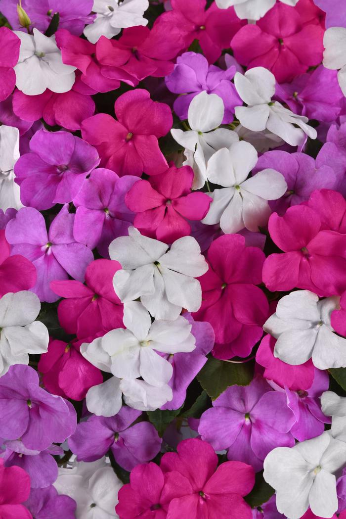 Beacon® 'Chicago Mix' - Impatiens walleriana from Tidal Roots Garden Center Beacon® 'Chicago Mix' - Impatiens walleriana from Tidal Roots Garden Center