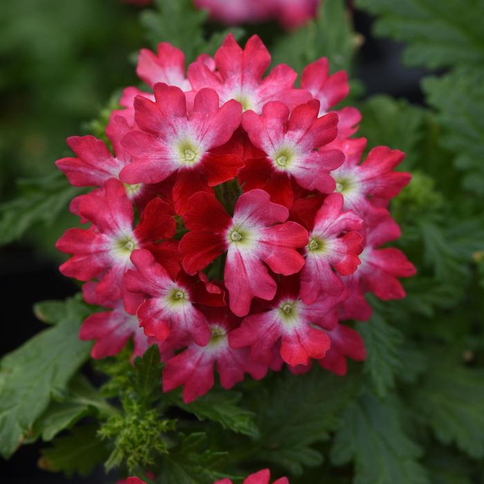 Beats™ Red White - Verbena hybrid from Tidal Roots Garden Center Beats™ Red White - Verbena hybrid from Tidal Roots Garden Center
