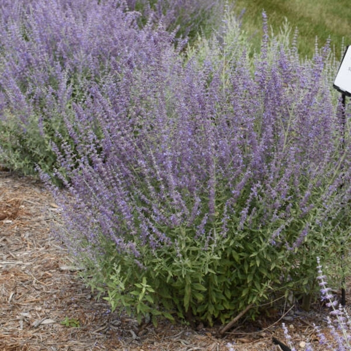'Prime Time' Russian Sage - Perovskia from Tidal Roots Garden Center 'Prime Time' Russian Sage - Perovskia from Tidal Roots Garden Center