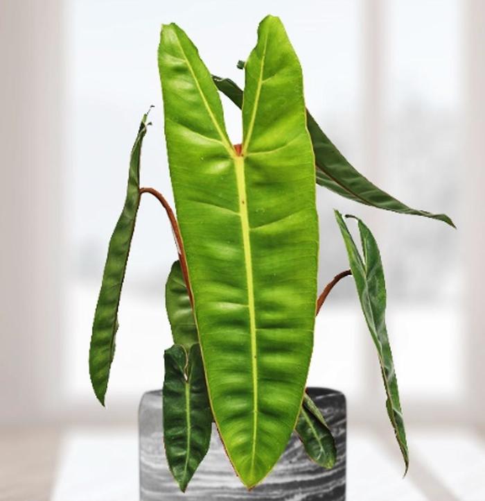 Philodendron - Philodendron billietiae from Tidal Roots Garden Center Philodendron - Philodendron billietiae from Tidal Roots Garden Center