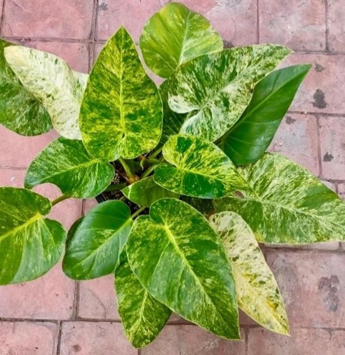 Elephant Ear Philodendron - Philodendron giganteum from Tidal Roots Garden Center Elephant Ear Philodendron - Philodendron giganteum from Tidal Roots Garden Center
