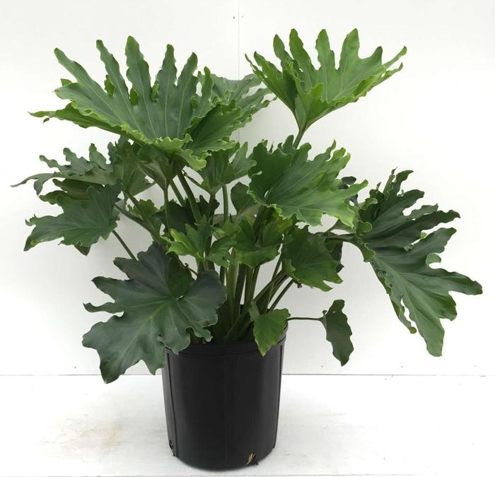 'Hope' - Philodendron selloum from Tidal Roots Garden Center 'Hope' - Philodendron selloum from Tidal Roots Garden Center