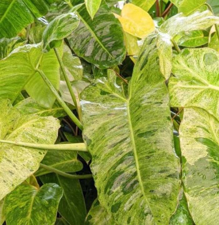 'Paraiso Verde' - Philodendron from Tidal Roots Garden Center 'Paraiso Verde' - Philodendron from Tidal Roots Garden Center