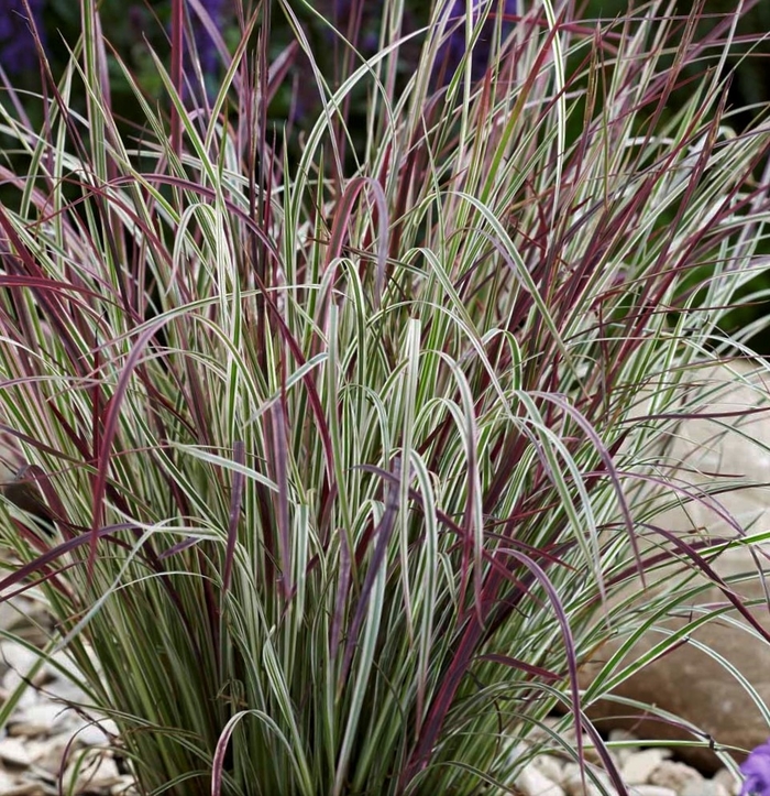 'Chameleon' Little Bluestem Grass - Schizachyrium scoparium from Tidal Roots Garden Center 'Chameleon' Little Bluestem Grass - Schizachyrium scoparium from Tidal Roots Garden Center