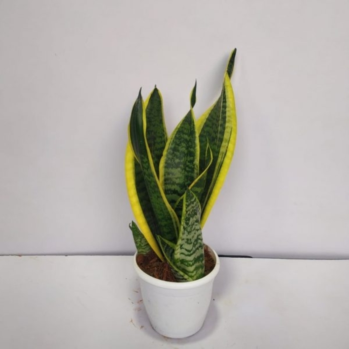 Snake Plant - Sansevieria laurentii from Tidal Roots Garden Center Snake Plant - Sansevieria laurentii from Tidal Roots Garden Center