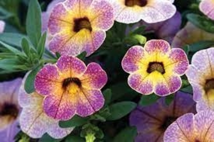 Chameleon® 'Blackberry Pie' - Calibrachoa (Million Bells) from Tidal Roots Garden Center Chameleon® 'Blackberry Pie' - Calibrachoa (Million Bells) from Tidal Roots Garden Center
