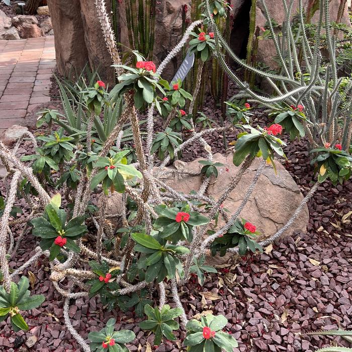 Crown of Thorns - Euphorbia milii from Tidal Roots Garden Center Crown of Thorns - Euphorbia milii from Tidal Roots Garden Center