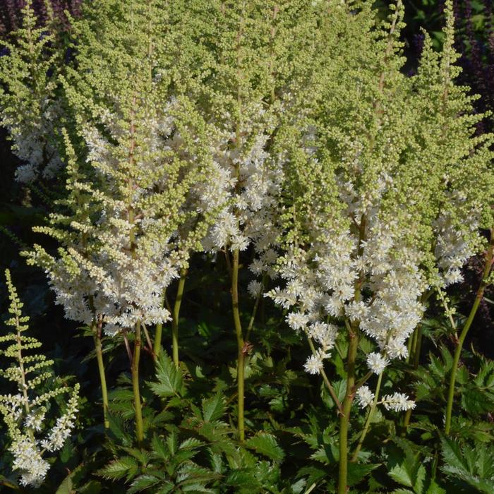 'Visions in White' False Spirea - Astilbe chinensis from Tidal Roots Garden Center 'Visions in White' False Spirea - Astilbe chinensis from Tidal Roots Garden Center