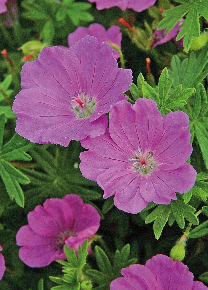 'Max Frei' Bloody Cranesbill - Geranium sanguineum from Tidal Roots Garden Center 'Max Frei' Bloody Cranesbill - Geranium sanguineum from Tidal Roots Garden Center