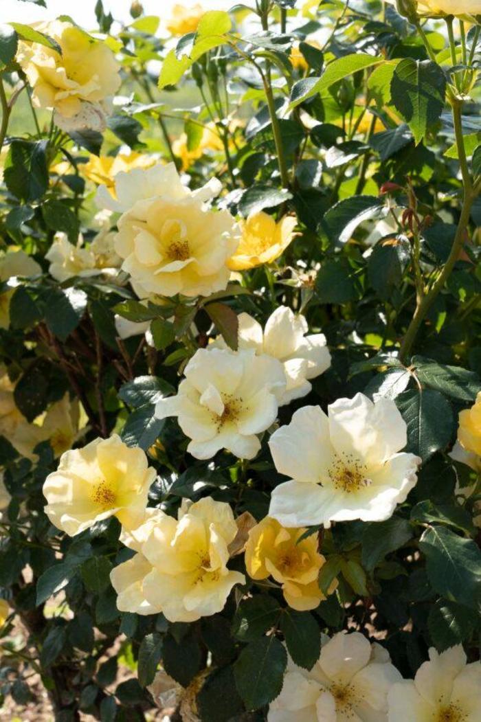 Knock Out® Easy Bee-zy™ Rose - Rosa x from Tidal Roots Garden Center Knock Out® Easy Bee-zy™ Rose - Rosa x from Tidal Roots Garden Center