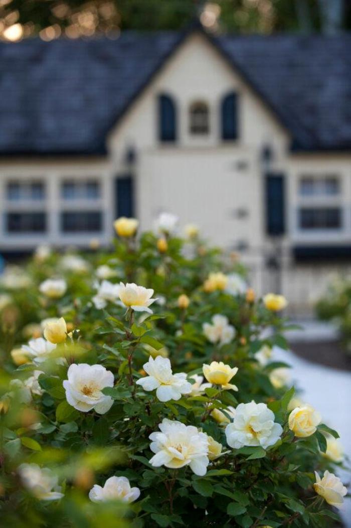 Knock Out® Sunny - Rosa (Shrub Rose) from Tidal Roots Garden Center Knock Out® Sunny - Rosa (Shrub Rose) from Tidal Roots Garden Center