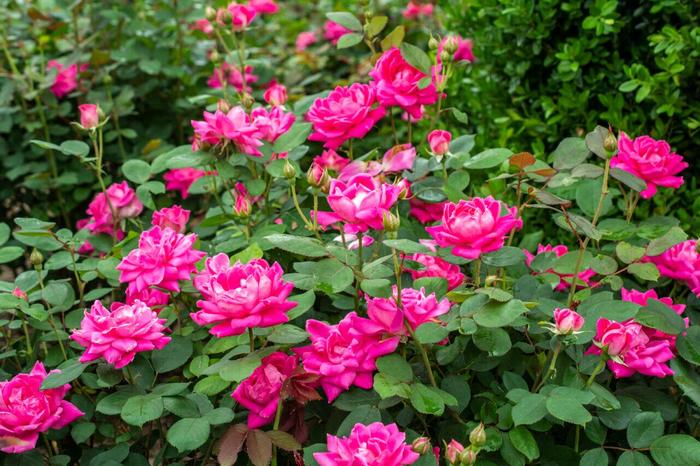 Knock Out® Pink Double - Rosa (Shrub Rose) from Tidal Roots Garden Center Knock Out® Pink Double - Rosa (Shrub Rose) from Tidal Roots Garden Center